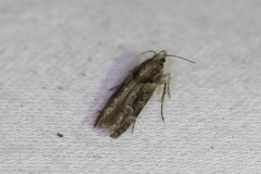 Telphusa perspicua
