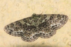 Ophthalmitis herbidaria