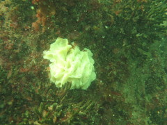 Calcarea