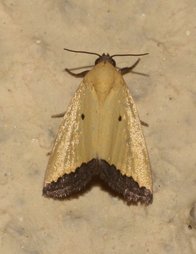 Deltote marginata