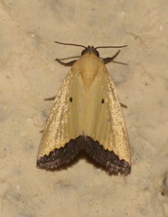 Eustrotia marginata