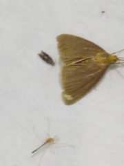 Evergestis aenealis
