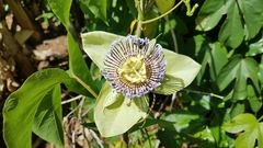Passiflora platyloba