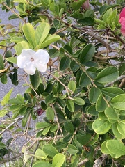 Brunfelsia americana