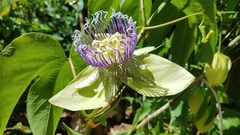 Passiflora platyloba