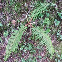 Polystichum speciosissimum