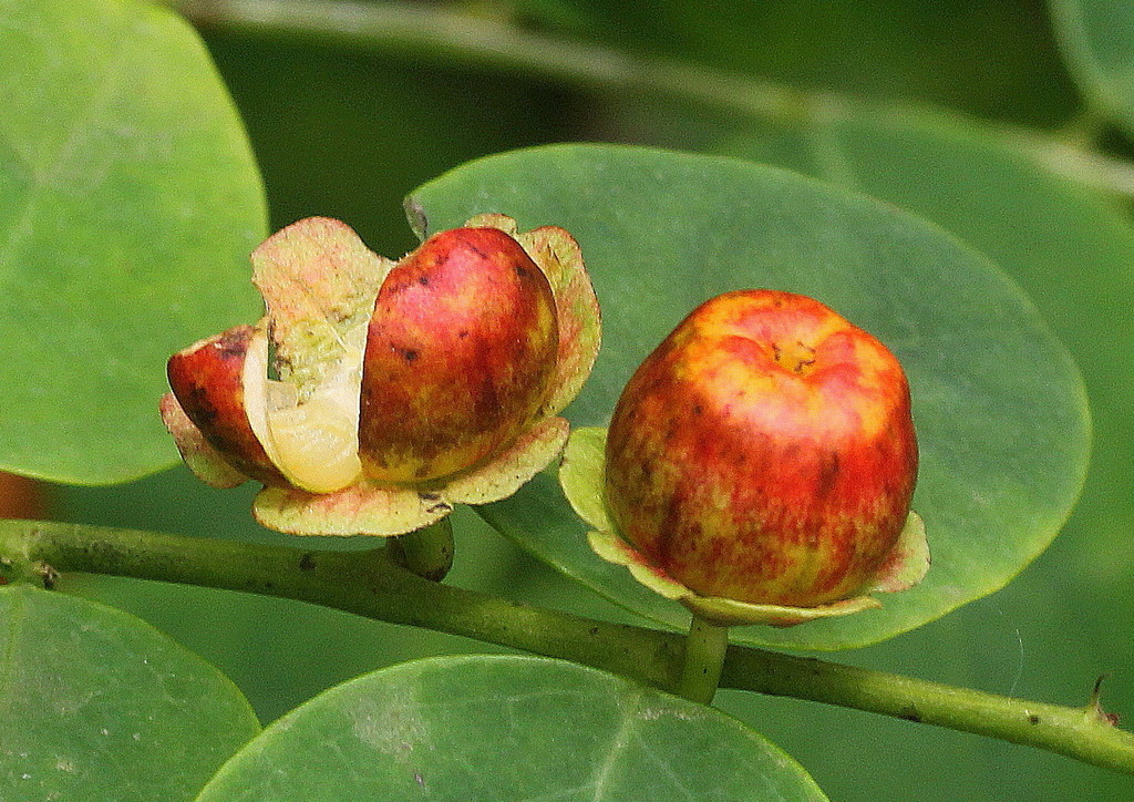 Breynia retusa (Breynia retusa)