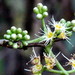 Syzygium salicifolium - Photo (c) Satish Nikam, some rights reserved (CC BY-NC-SA)