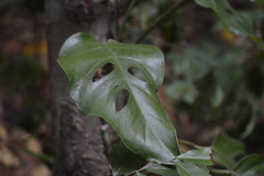 Monsteroideae