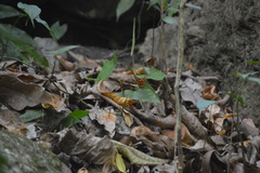 Mechanitis polymnia lycidice