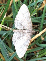 Aethalura intertexta