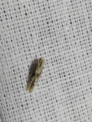 Blastodacna atra