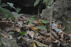 Mechanitis polymnia lycidice