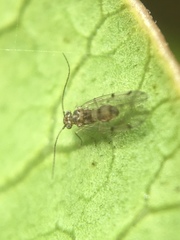 Ectopsocus californicus