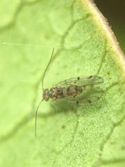 Ectopsocus californicus