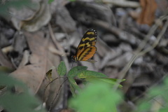 Mechanitis polymnia lycidice