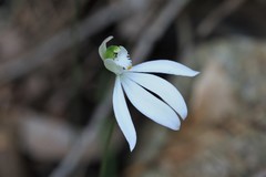 Caladenia catenata