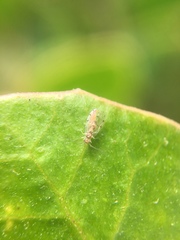 Ectopsocus californicus