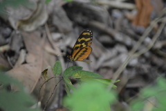 Mechanitis polymnia lycidice