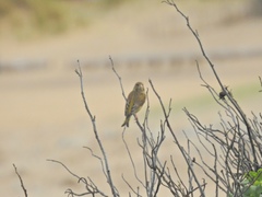 Chloris chloris