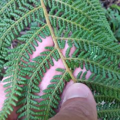 Polystichum speciosissimum
