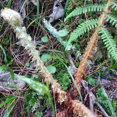 Polystichum speciosissimum