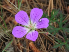 Geranium columbinum