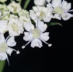 Ligusticum apiifolium