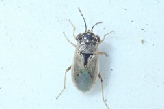 Geocoris pallens