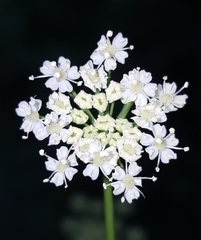 Ligusticum apiifolium