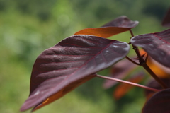 Euphorbia cotinifolia