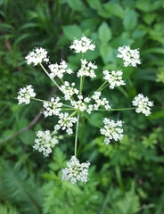 Ligusticum apiifolium
