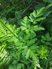 Ligusticum apiifolium