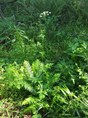 Ligusticum apiifolium