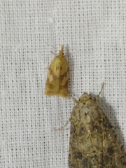 Sparganothis pilleriana