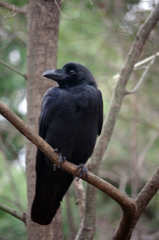 Corvus macrorhynchos japonensis