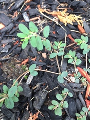 Euphorbia maculata