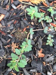 Euphorbia maculata