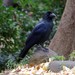 Japanese Crow - Photo (c) Mike, some rights reserved (CC BY-NC), uploaded by Mike