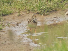 Anthus pratensis