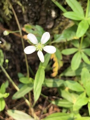 Moehringia