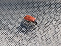 Macrolygistopterus rubripennis