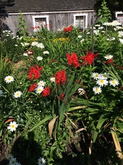Hesperantha coccinea