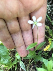 Moehringia