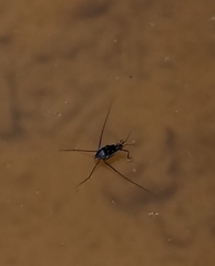 Trepobates subnitidus