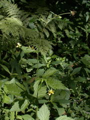 Geum × catlingii