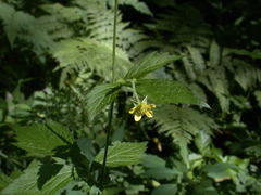Geum × catlingii