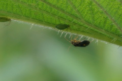 Microlophium carnosum