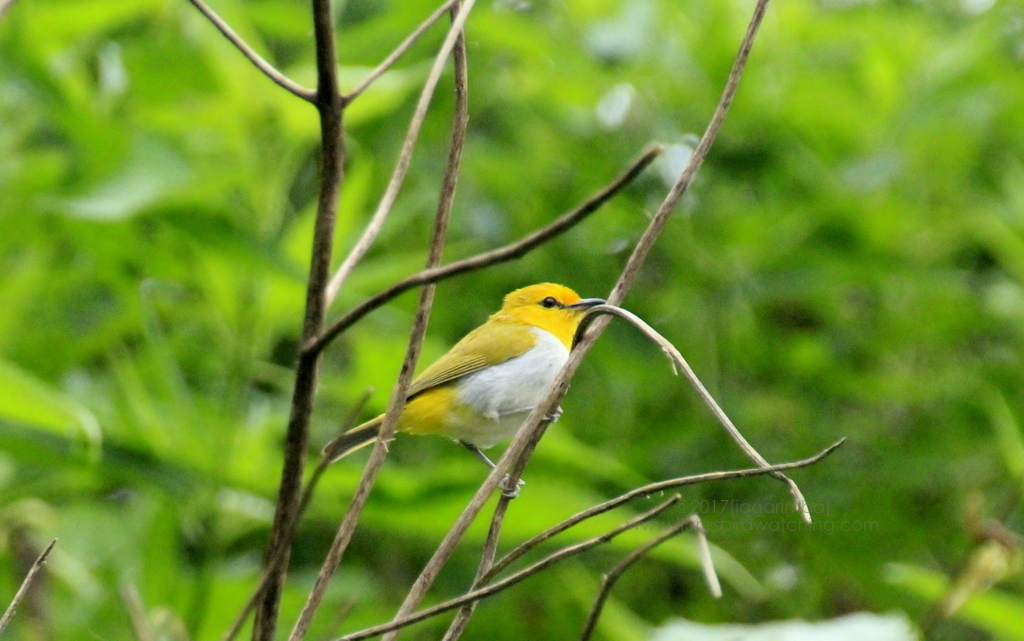 Yellow-spectacled Heleia