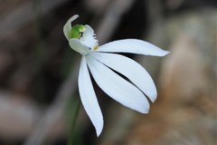 Caladenia catenata